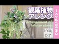 【100均DIY】1000円以内！ダイソーのフェイクグリーンで観葉植物アレンジメント/Arrangement of foliage plants in Daiso's fake green