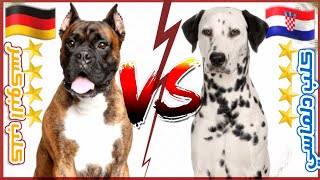 مقارنة شاملة بين كلب البوكسر VS و كلب دلماسي || Dalmatien VS Boxer