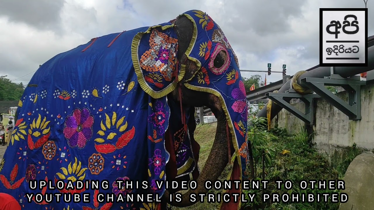 දවල් පෙරහැර/දිය කැපීමේ පෙරහැර/ කඩුවෙල සිද්ධ රන්කඩු  පත්තිනි දේවාලය/Diya Kapana Perahara/Paththini