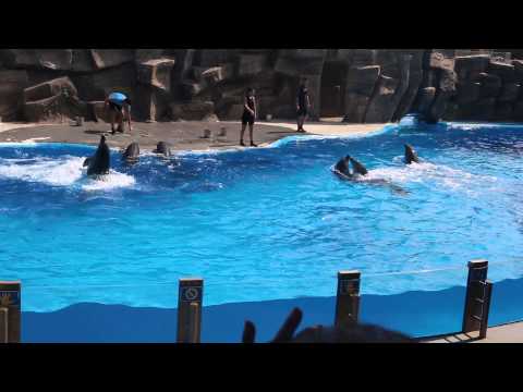 ბათუმის დელფინარიუმი,დელფინების შოუ