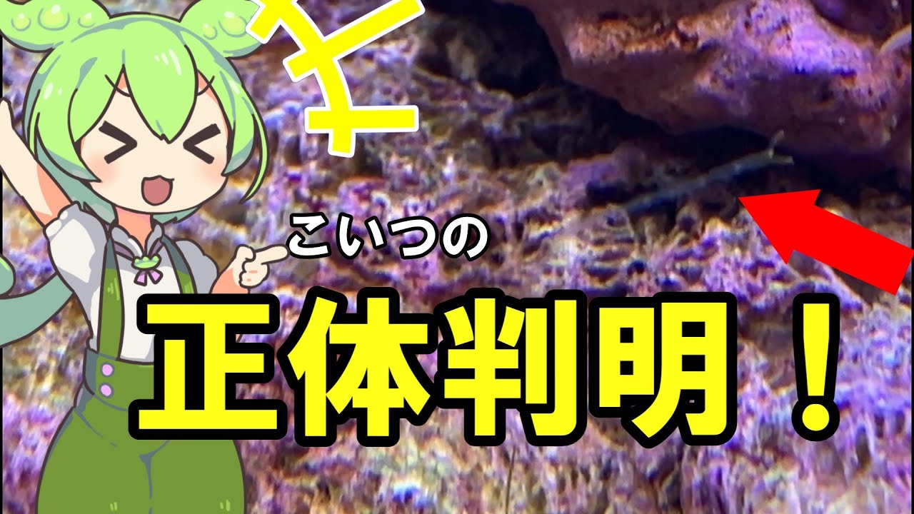 ライブロックに潜むナゾ生物の正体に迫る！！ - YouTube