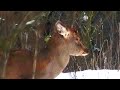 Синица обедает на голове оленя || A tit is eating on a deer's head