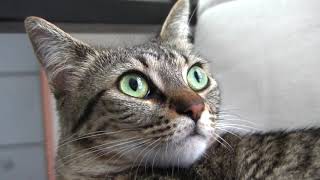 Gatti in movimento 1 screenshot 5