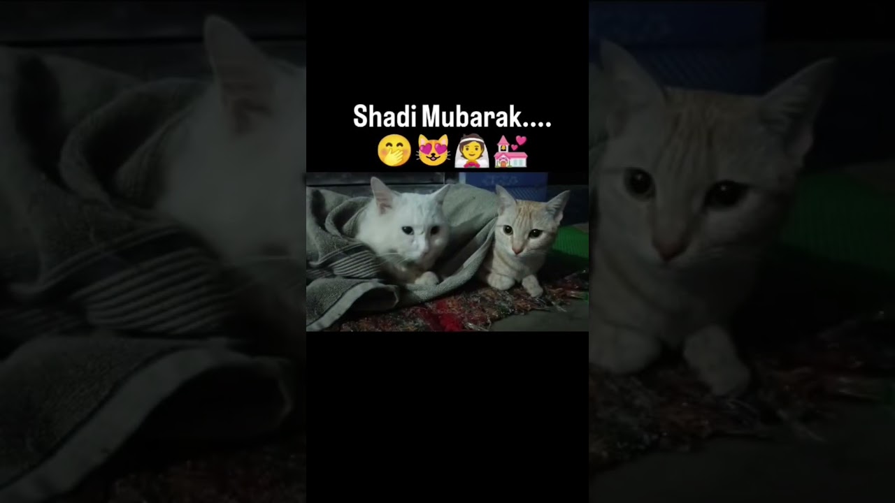 happy marriage life meoooo...🧬👰😻💒 