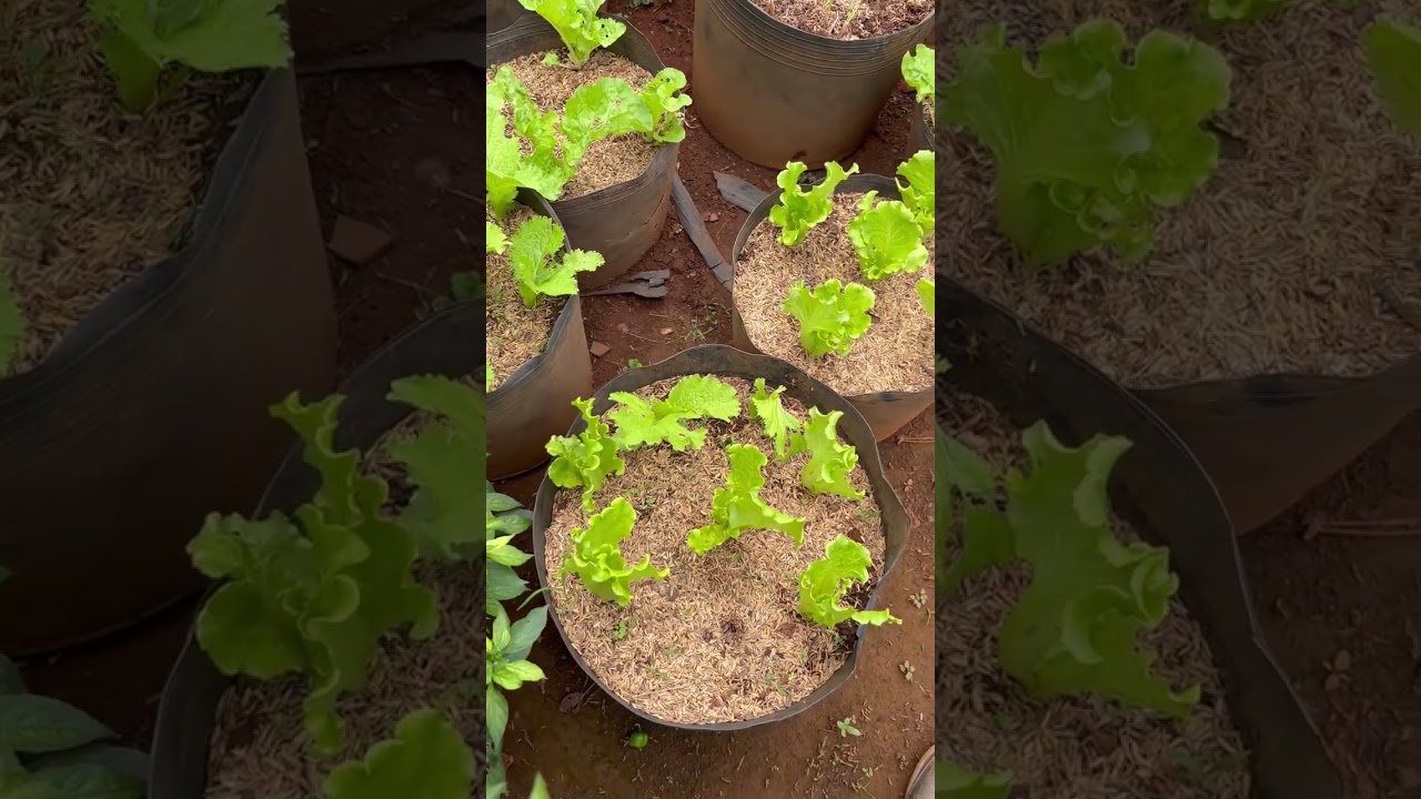 Bón phân cho dâu Tây 🍓 mùa mưa