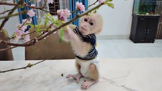 The moment baby monkey Kiti searches for a meal on his own