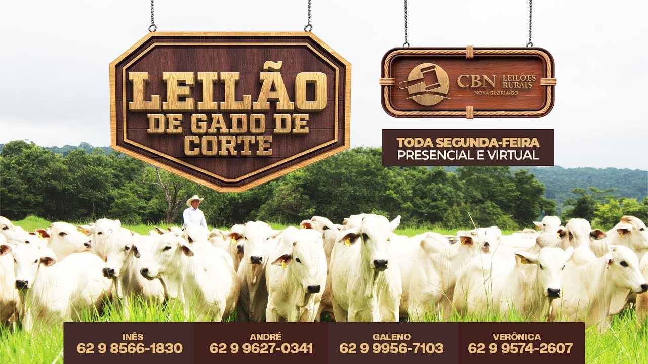 Leilão Gado de Corte - CBN Leilões - 29/12/2025 | Nova Glória -GO
