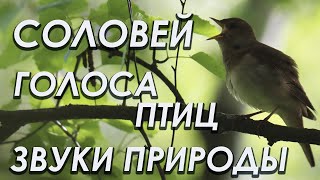 Соловей | Голоса птиц | Звуки природы | Весенний лес