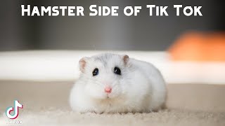 Hamster Side of Tik Tok