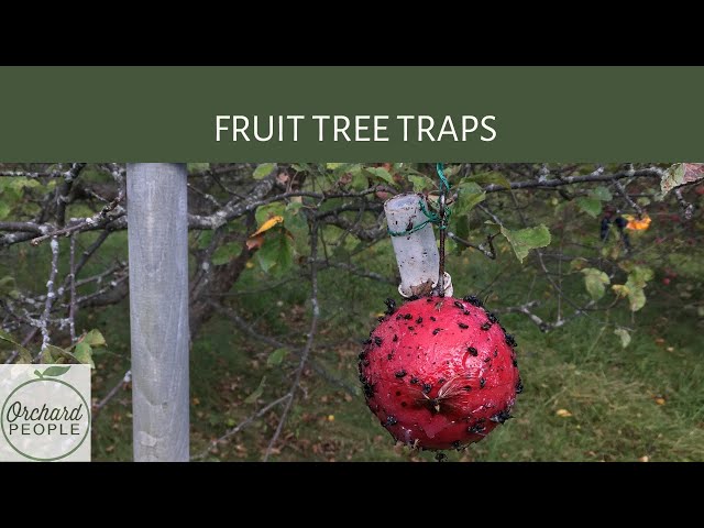 Homemade Fruit Moth Traps : r/BackyardOrchard