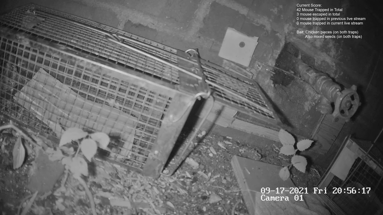 Part 153 mission: Catching rats using humane mouse traps