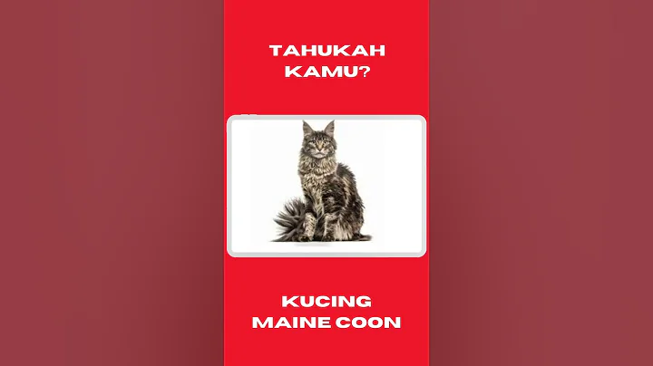Watch the video about Kucing Maine Coon #mainecoon #mainecooncat #catlover #cat #feedvideo #shortvideo #subscribers #uniq