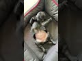 #sleepytime#puglover#youtubeshorts