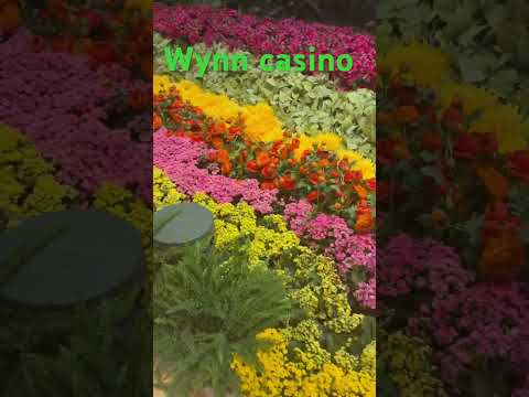 Trip to the wynn casino #rnb #lasvegas #youtubeshorts #casino