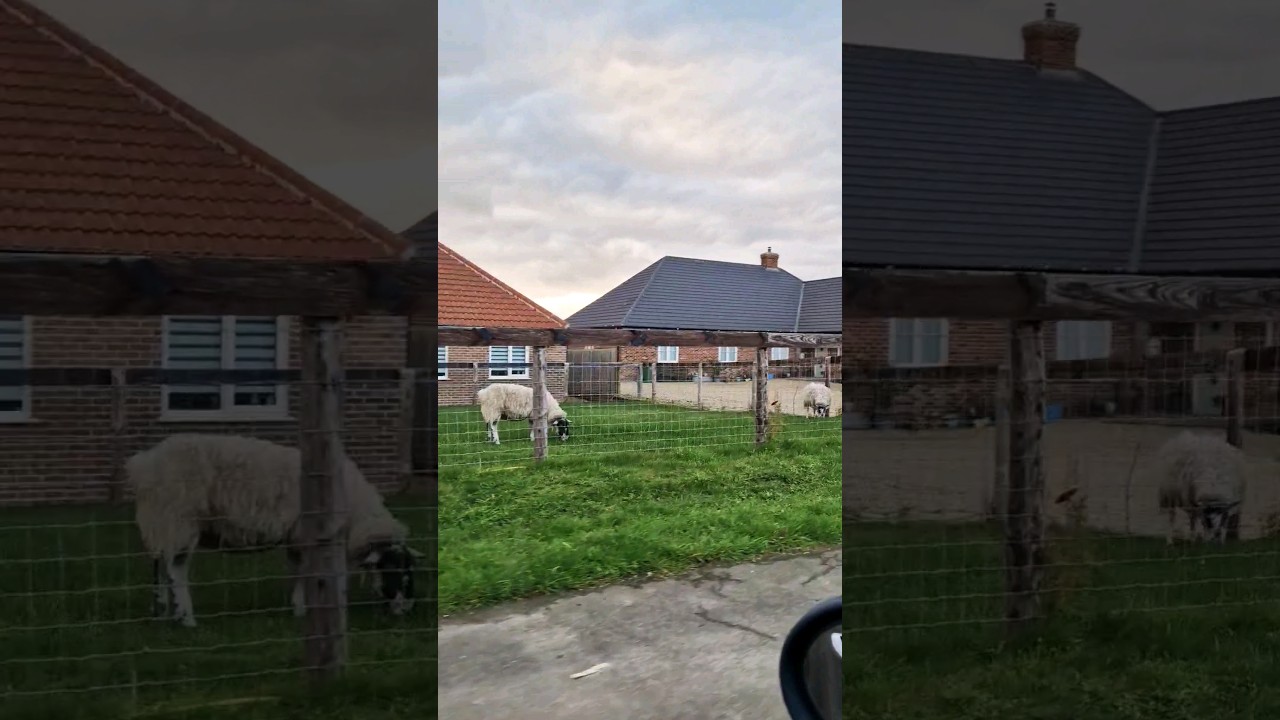 Good morning, beautiful friends! Sharing some sheep in the garden. 