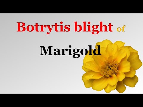 Video: Treating Gladiolus Botrytis Blight - What To Do For Glads With Botrytis