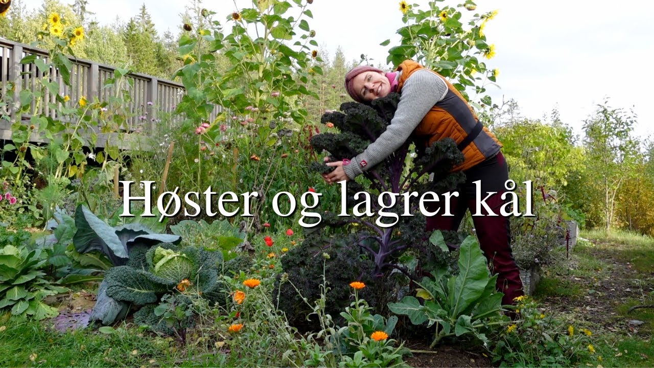 KÅL - høster, lagrer og gjør klart kålbed til vinteren