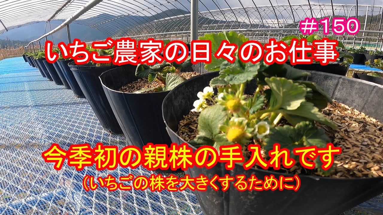 今季初の親株の手入れです いちごの株を大きくするために いちご農家の日々のお仕事 150 Youtube 今季初の親株の手入れです いちごの株を大きくするために いちご農家の日々のお仕事 150 Youtube