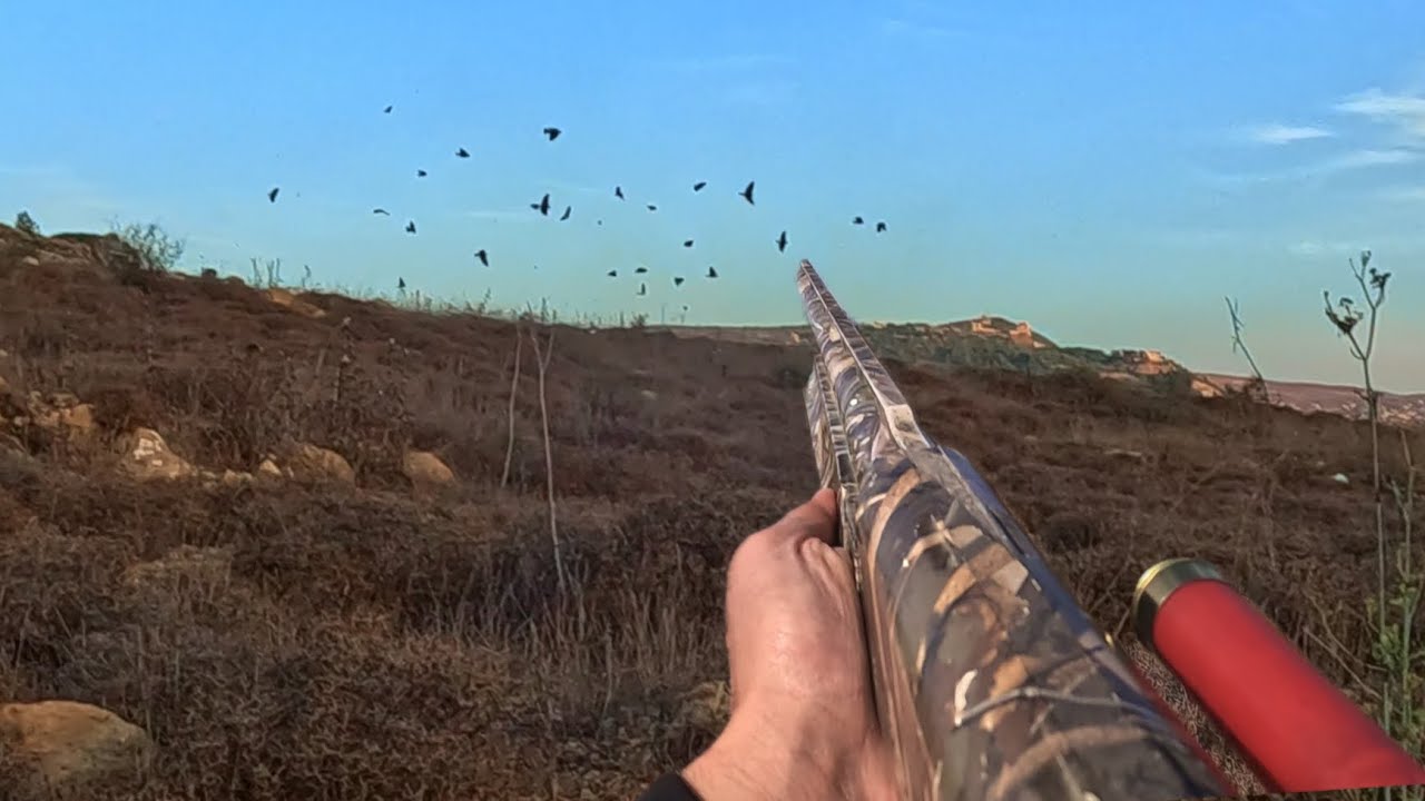 صيد المطوق أو الزرعي و سمان الفري في لبنان ٢٠٢٣،🤩🤩، The best Skylark
