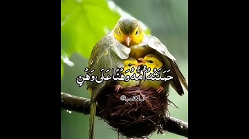 القارئ محمد الفقيه😴❤️قرآن كريم بصوت جميل جدا❤️#حالات واتس اب دينية قصيرة#سبحان الله