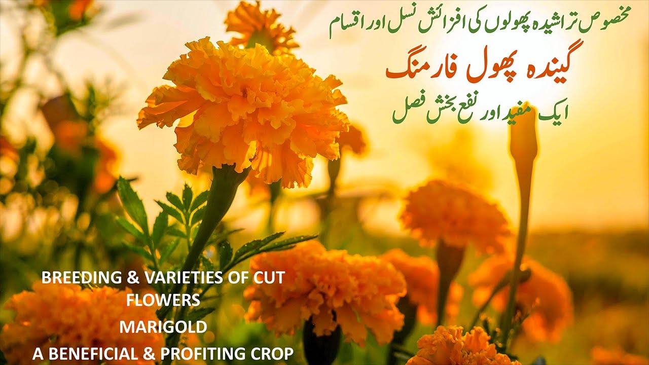 Floriculture Crops in Pakistan | Marigold | گیندہ کا پھول اور اس کی ...