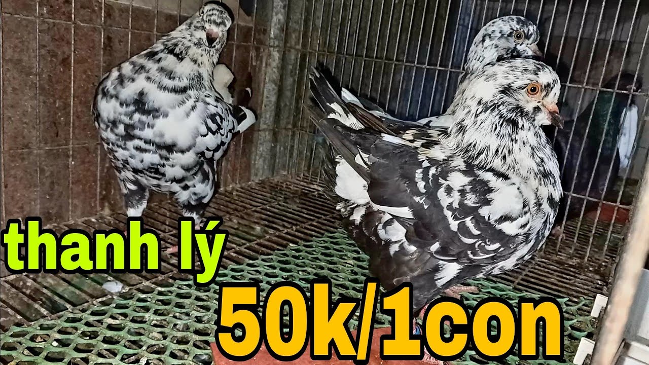 Thanh lý bồ câu 50k/1con.Gò Công Tây.Tiền Giang/VGC