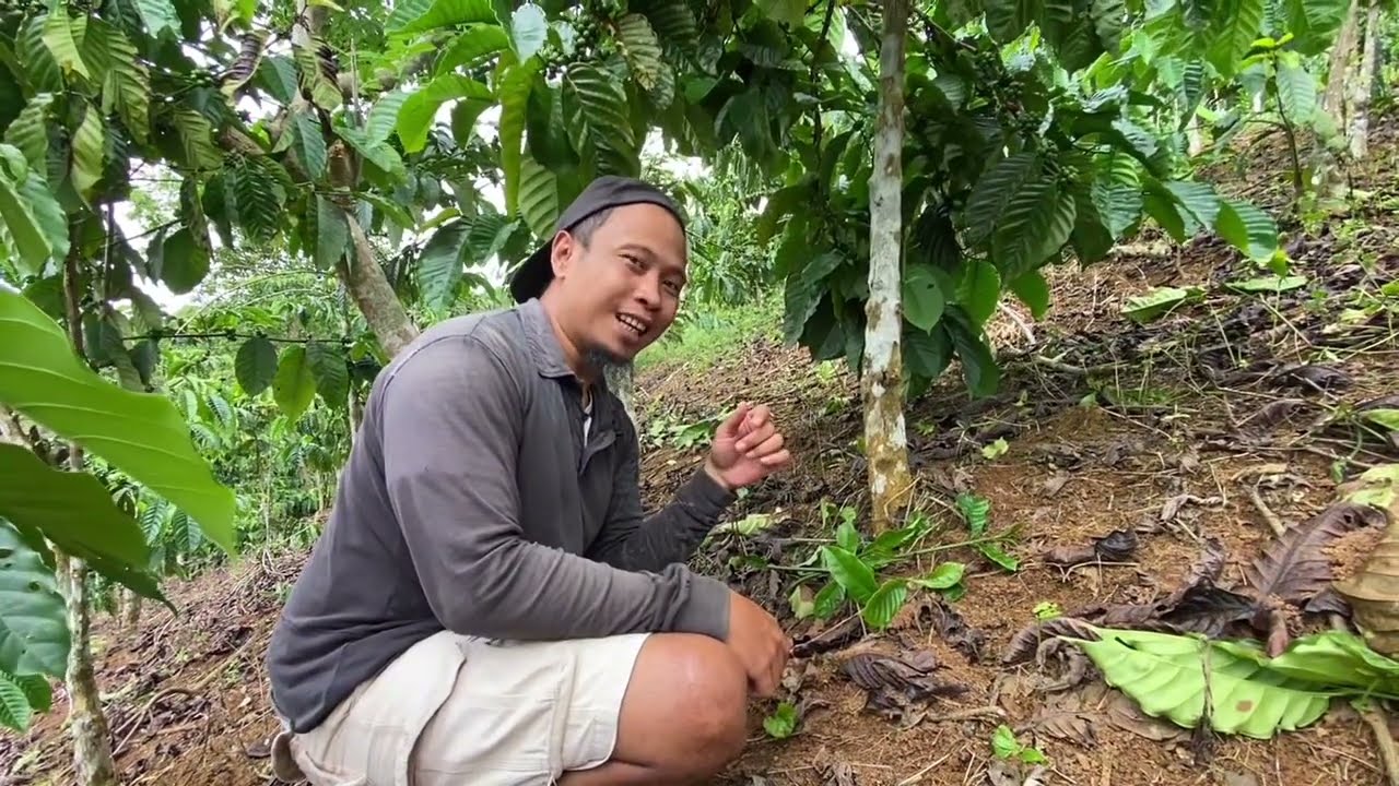 PEMUPUKAN KEBUN KOPI DI CIAMIS JAWABARAT ||BERSAMA PENDAMPING PERTANIAN||
