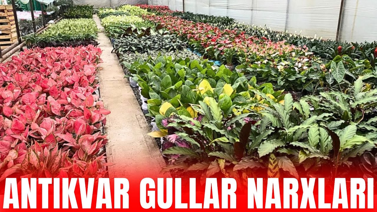 TURLI XILDAGI TABIIY GULLAR NARXLARI BILAN TANISHING! QISHDA GULARNI PARVARISHLASH 2026