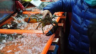 SeafoodㅣTaiwan local fish market in Wuqi Fishing Port 