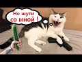 Приколы с котами! С ОЗВУЧКОЙ! СМЕШНЫЕ КОТЫ! Самые смешные животные!