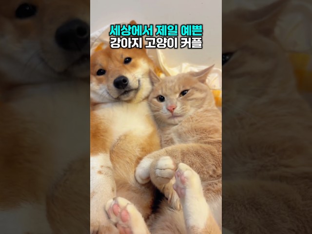 세상에서 가장 예쁜 댕댕이 고양이 커플