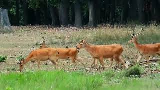 The Lost Canopy, Kanha Forest, by Rohaan Gajjar