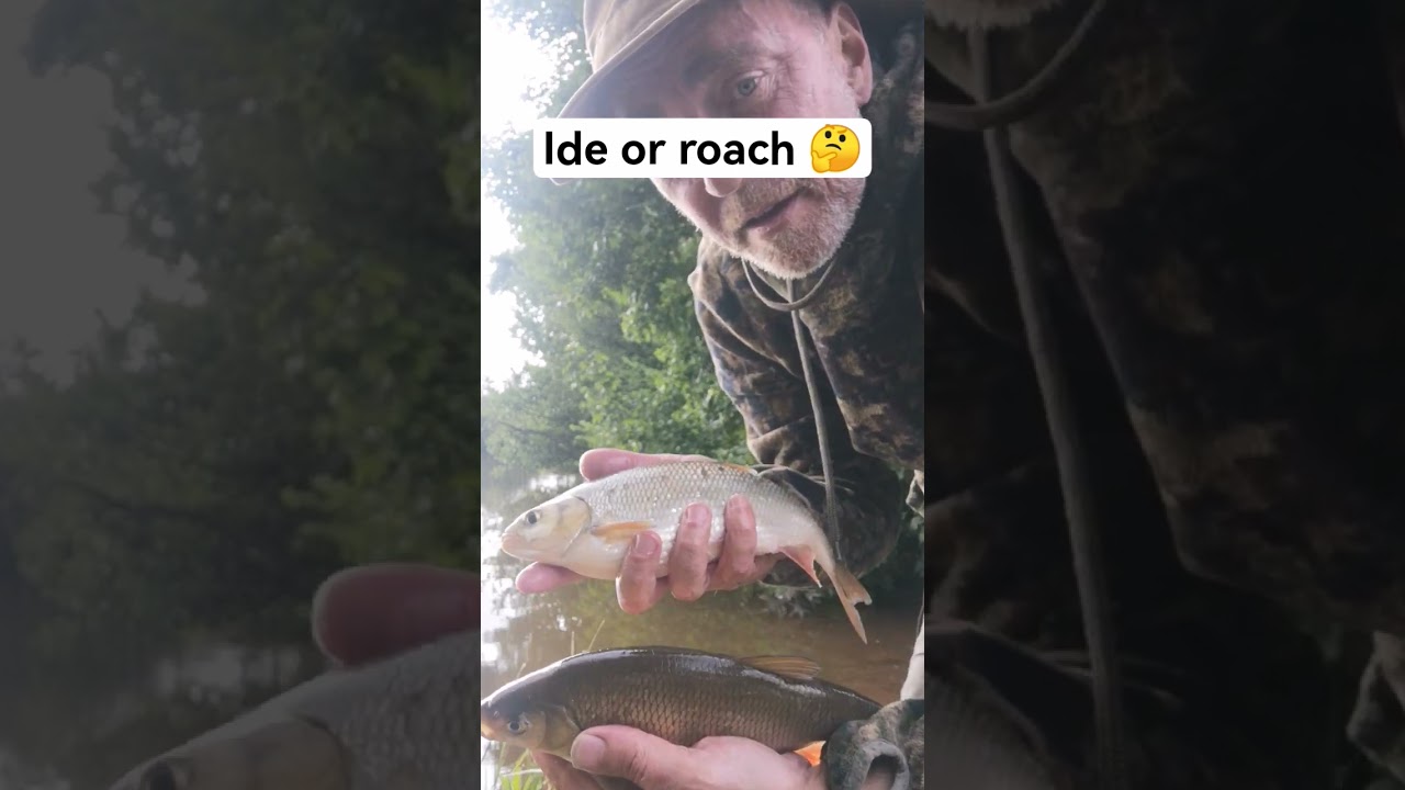 #roachfishing