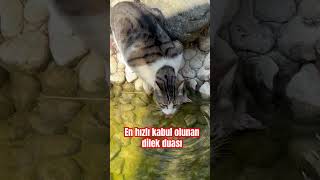 En hızlı kabul olunan dilek duası #amin #short #viral #trending #öneçıkar #youtubeshorts #shortvideo