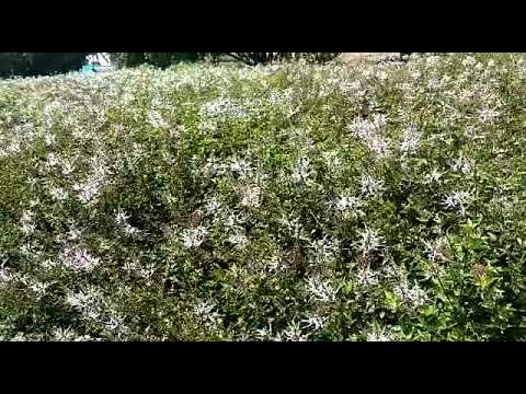 Java Tea (பூனை மீசை) leaves bulk cultivation in Tamilnadu