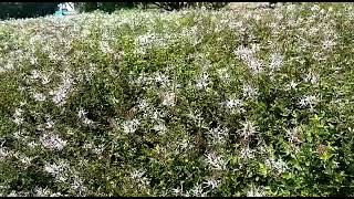 Java Tea (பூனை மீசை) leaves bulk cultivation in Tamilnadu