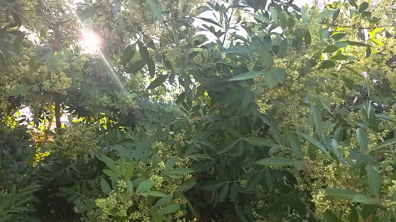 Bees in our Japanese pepper tree