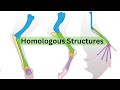 Homologous Structures In Anatomy Across Species