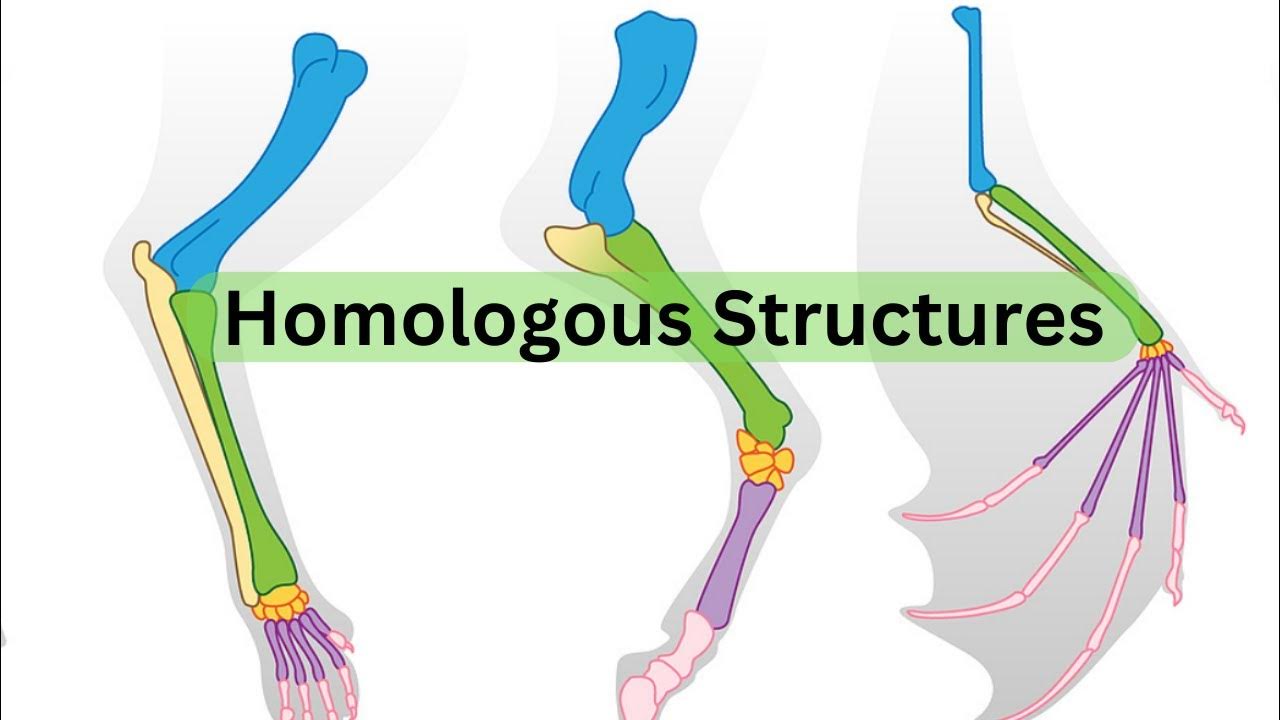 Homologous Structures - YouTube