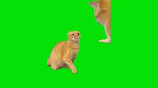 Two Cats Fighting Meme | Green Screen HD