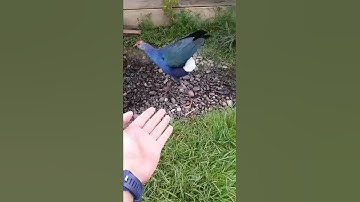 Burung ayam ayaman jinak