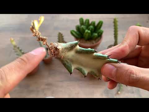 Video: Euphorbia: növlər və onların təsviri. Euphorbia və ya spurge: əkin və çoxalma