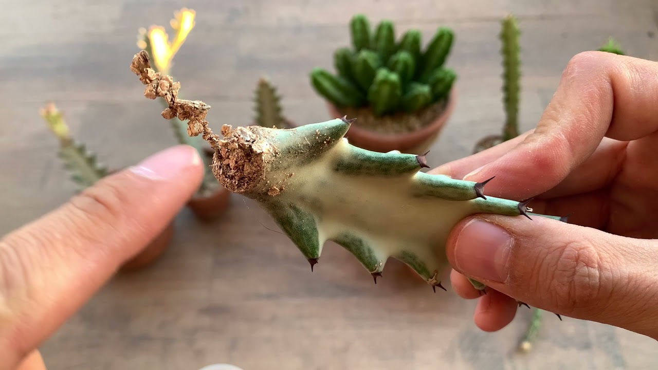 Köklendirme Mucizesi: Vermikülit