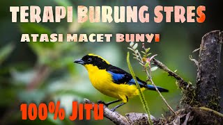 AMPUH ATASI BURUNG STRES DENGAN TERAPI AIR DAN SUARA BURUNG KECIL INI