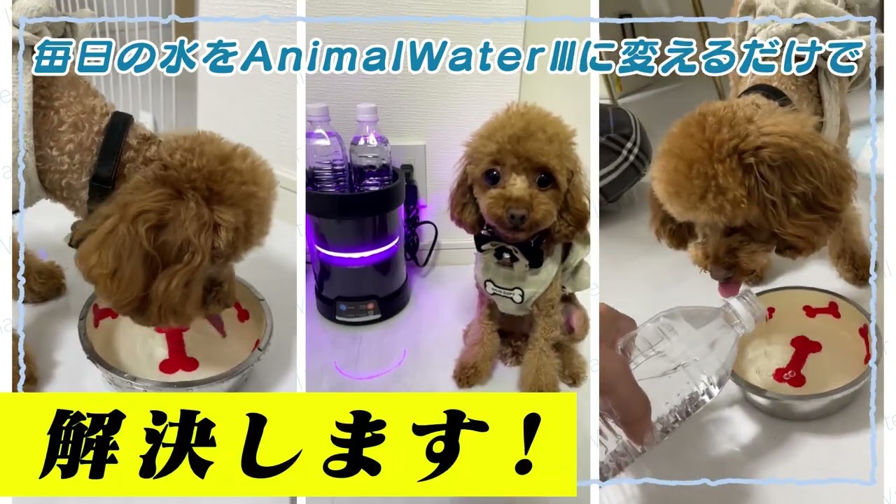 アニマルウォーター3】ロングver - YouTube