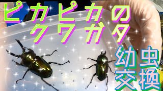 【外国産クワガタ幼虫ボトル交換】あのピカピカに光るクワガタの幼虫を大量に菌糸ボトルに交換して行く！