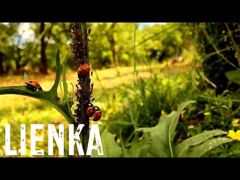 Video: Užitočný hmyz. Lienka, zemný chrobák, včela, čipka. Obrancovia záhrady