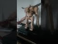 #warrobots #swordunit190