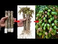 Best way to grafting mango tree with techniques create root and get more fruithow to growing plant