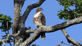 Famous Crows mobbing red-tailed hawk (j) Profile